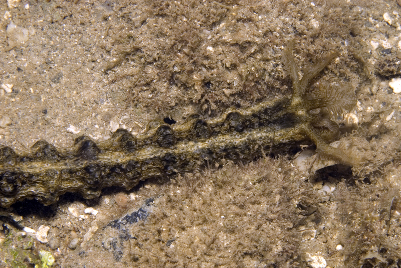 Synapta oceanica